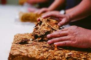 菸草用途：從祈禱煙霧到和平煙斗，解讀神聖植物的千年傳統